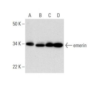 emerin Antibody (H-7) - Western Blotting - Image 293075 
