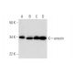 emerin Antibody (H-7) - Western Blotting - Image 293075 