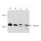 emerin Antibody (H-7) - Western Blotting - Image 356985