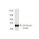 Emi2 Antibody (4B6) - Western Blotting - Image 350361