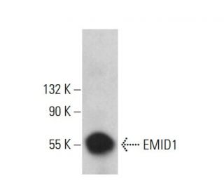 EMID1 Antibody (D-12) - Western Blotting - Image 376264 