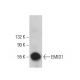 EMID1 Antibody (D-12) - Western Blotting - Image 376264 