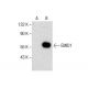 EMID1 Antibody (G-12) - Western Blotting - Image 287601