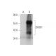 EMID1 Antibody (G-5) - Western Blotting - Image 349089