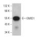 EMID1 Antibody (G-5) - Western Blotting - Image 376265 