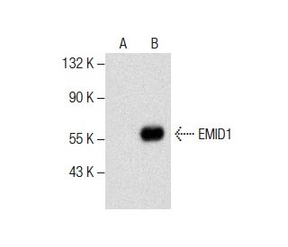 EMID1 Antibody (G-6) - Western Blotting - Image 287599