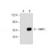 EMID1 Antibody (G-6) - Western Blotting - Image 287599