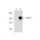 EMID2 Antibody (B-7) - Western Blotting - Image 320949