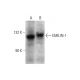 EMILIN-1 Antibody (C-6) - Western Blotting - Image 144661 