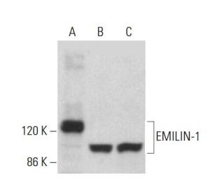EMILIN-1 Antibody (C-6) - Western Blotting - Image 375427 