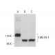 EMILIN-1 Antibody (C-6) - Western Blotting - Image 375427 