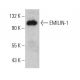 EMILIN-1 Antibody (C-6) - Western Blotting - Image 385182