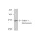 EMILIN-2 Antibody (3D9) - Western Blotting - Image 350284