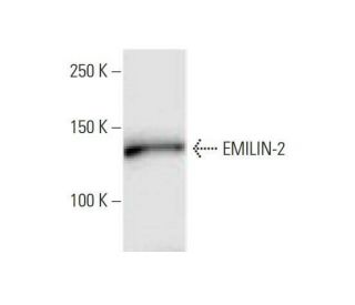 EMILIN-2 Antibody (3D9) - Western Blotting - Image 352219 
