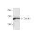EMILIN-2 Antibody (3D9) - Western Blotting - Image 352219 