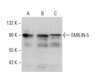 EMILIN-5 Antibody (F-11) - Western Blotting - Image 377460 