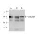 EMILIN-5 Antibody (F-11) - Western Blotting - Image 377460 