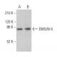 EMILIN-5 Antibody (F-11) - Western Blotting - Image 380189