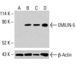 EMILIN-5 Antibody (F-11) - Western Blotting - Image 415146 