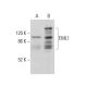 EML1 Antibody (B-3) - Western Blotting - Image 377973