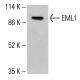 EML1 Antibody (B-3) - Western Blotting - Image 415167