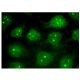 EML2 Antibody (F-3) - Immunofluorescence - Image 151314 