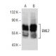 EML2 Antibody (F-3) - Western Blotting - Image 153901 