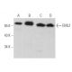 EML2 Antibody (F-3) - Western Blotting - Image 367231