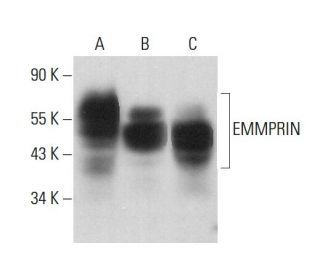 EMMPRIN/CD147 Antibody (1.BB.218) - Western Blotting - Image 377090 