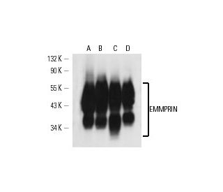 EMMPRIN/CD147 Antibody (36.3G4) - Western Blotting - Image 14767 