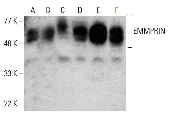 EMMPRIN/CD147 Antibody (8D6) | SCBT - Santa Cruz Biotechnology
