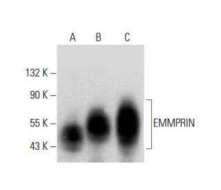 EMMPRIN/CD147 Antibody (A-12) - Western Blotting - Image 303844 