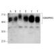western blotting image from recommended EMMPRIN/CD147 (8D6) monoclonal antibody replacement. Image 384266