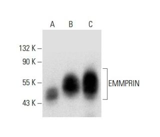 EMMPRIN/CD147 Antibody (F-5) - Western Blotting - Image 303845 