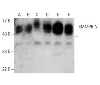 western blotting image from recommended EMMPRIN/CD147 (8D6) monoclonal antibody replacement. Image 384266