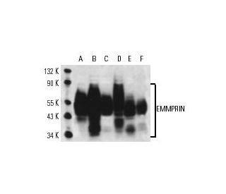 EMMPRIN/CD147 Antibody (MEM-M6/1) - Western Blotting - Image 13877 