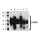 EMMPRIN/CD147 Antibody (MEM-M6/1) - Western Blotting - Image 13877 
