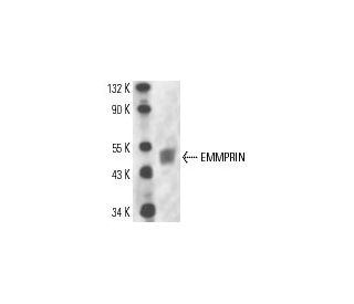 EMMPRIN/CD147 Antibody (OX114) - Western Blotting - Image 13602 