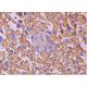 EMMPRIN/CD147 Antibody (RL73) - Immunohistochemistry - Image 369586