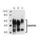 EMMPRIN/CD147 Antibody (RL73) - Western Blotting - Image 14766 