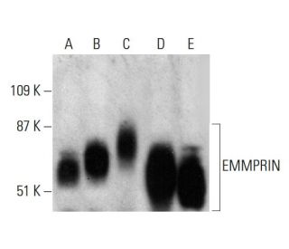 western blotting image from recommended EMMPRIN/CD147 (B-5) monoclonal antibody replacement. Image 386092
