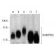 western blotting image from recommended EMMPRIN/CD147 (B-5) monoclonal antibody replacement. Image 386092