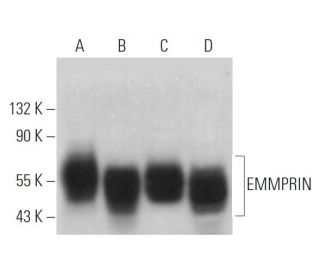 EMMPRIN/CD147 Antibody (UM-8D6) - Western Blotting - Image 371964 