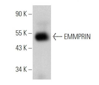 EMMPRIN/CD147 Antibody (OX114) - Western Blotting - Image 361006