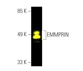 EMMPRIN/CD147 Antibody (B-5) - Western Blotting - Image 391089