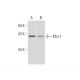 Emodin: sc-202601. Western blot analysis of Mcl-1 expression in untreated (A) and Emodin treated (B) U266 whole cell lysat