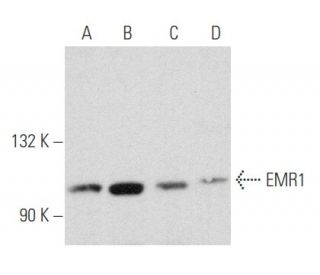 EMR1 Antibody (D-11) - Western Blotting - Image 357469