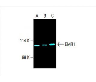 EMR1 Antibody (D-11) - Western Blotting - Image 393677