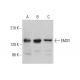 EMSY Antibody (E-9) - Western Blotting - Image 348646 