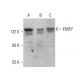 EMSY Antibody (E-9) - Western Blotting - Image 375515